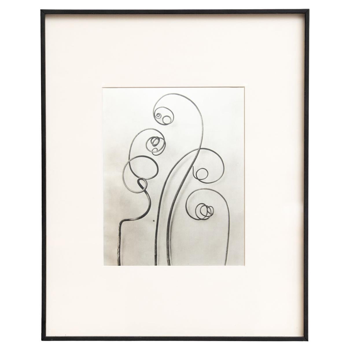 Karl Blossfeldt - Gerahmte Fotogravüre: Natürliche Anmut, 1942 im Angebot