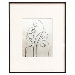 Karl Blossfeldt - Photogravure encadrée : Nature Grace, 1942