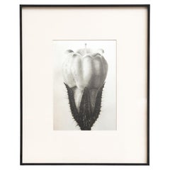 Karl Blossfeldt - Photogravure encadrée : Nature Grace, 1942