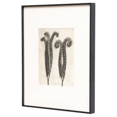 Karl Blossfeldt — Framed Photogravure: Natural Grace, 1942