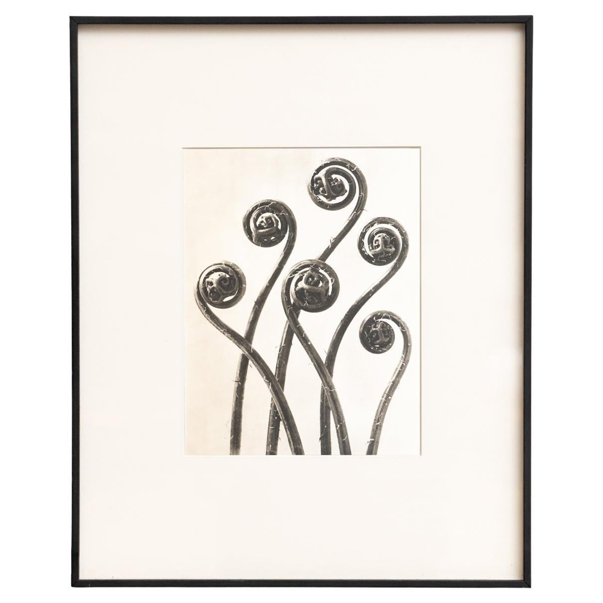 Karl Blossfeldt - Photogravure encadrée : Nature Grace, 1942