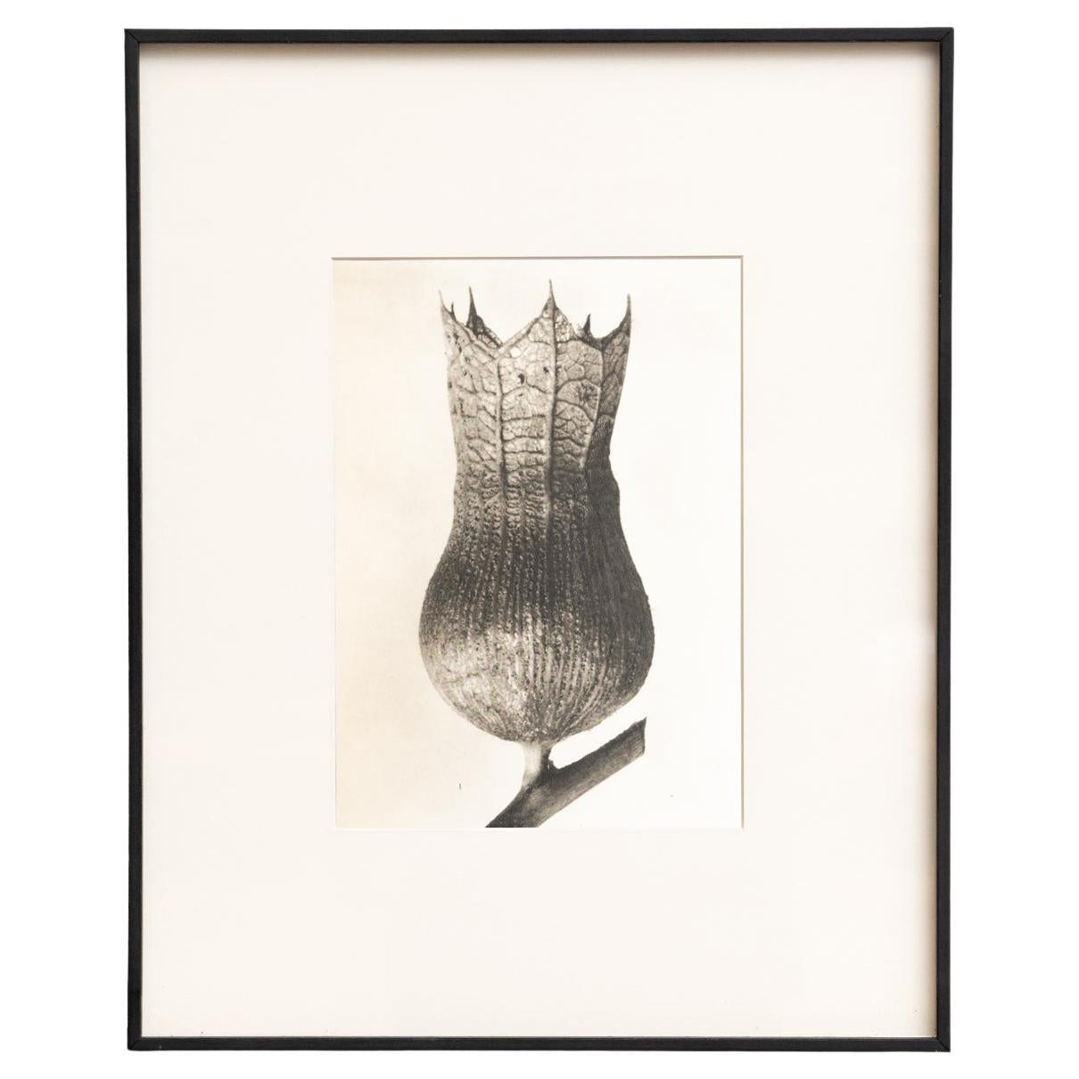 Karl Blossfeldt - Photogravure encadrée : Nature Grace, 1942
