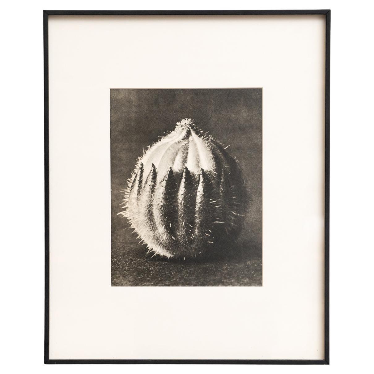 Karl Blossfeldt - Gerahmte Fotogravüre: Natürliche Anmut, 1942