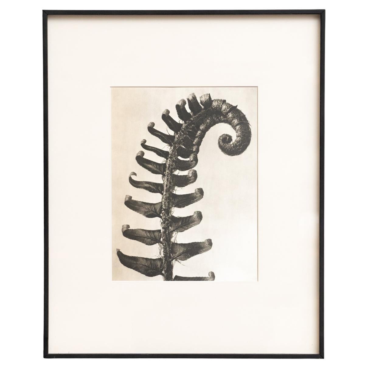 Karl Blossfeldt - Photogravure encadrée : Nature Grace, 1942