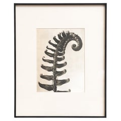 Karl Blossfeldt — Framed Photogravure: Natural Grace, 1942