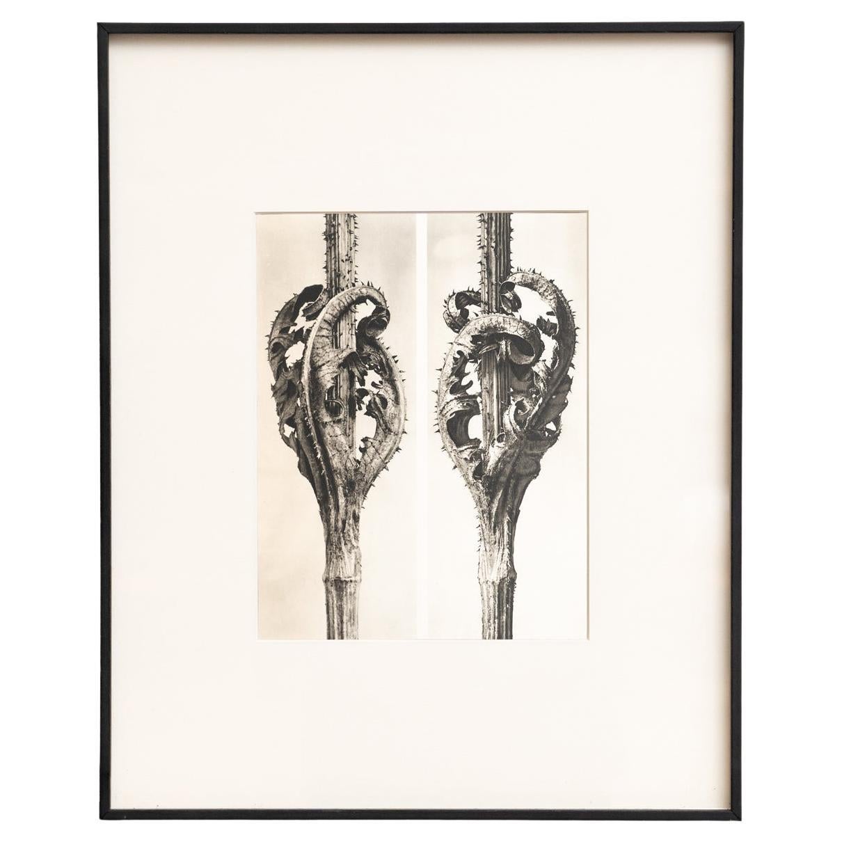 Karl Blossfeldt — Framed Photogravure: Natural Grace, 1942
