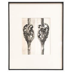 Karl Blossfeldt — Framed Photogravure: Natural Grace, 1942