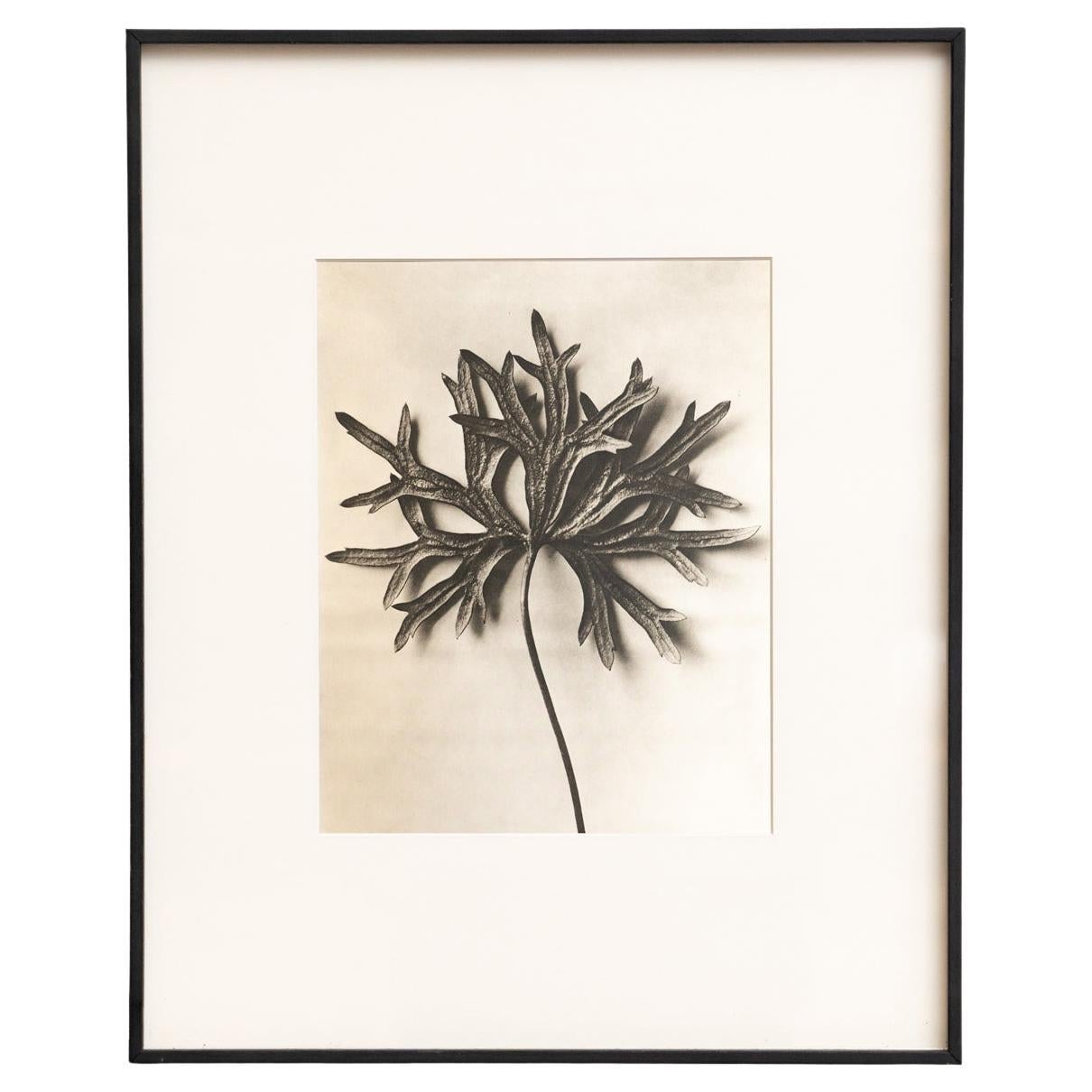 Karl Blossfeldt - Gerahmte Fotogravüre: Natürliche Anmut, 1942