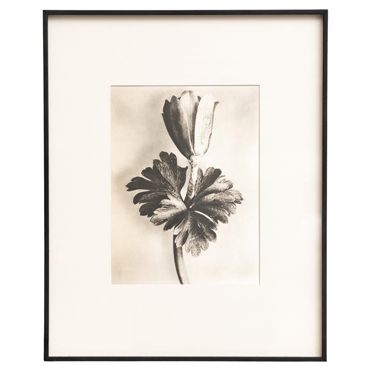 Karl Blossfeldt - Photogravure encadrée : Nature Grace, 1942