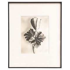 Karl Blossfeldt — Framed Photogravure: Natural Grace, 1942