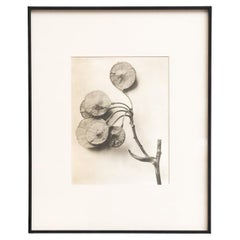 Karl Blossfeldt — Framed Photogravure: Natural Grace, 1942