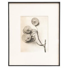 Karl Blossfeldt - Photogravure encadrée : Nature Grace, 1942