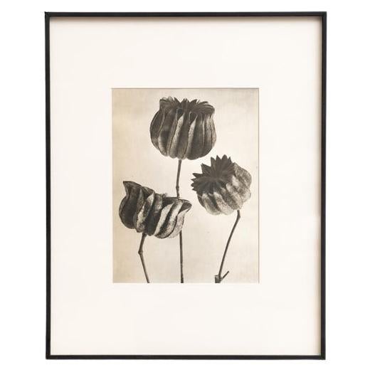 Karl Blossfeldt - Gerahmte Fotogravüre: Natürliche Anmut, 1942