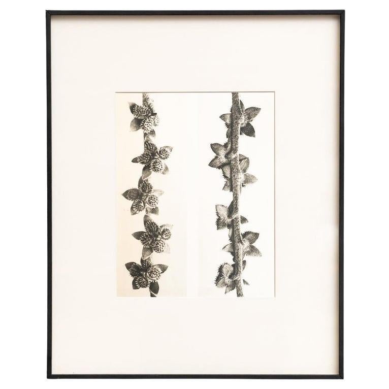 Karl Blossfeldt - Gerahmte Fotogravüre: Natürliche Anmut, 1942