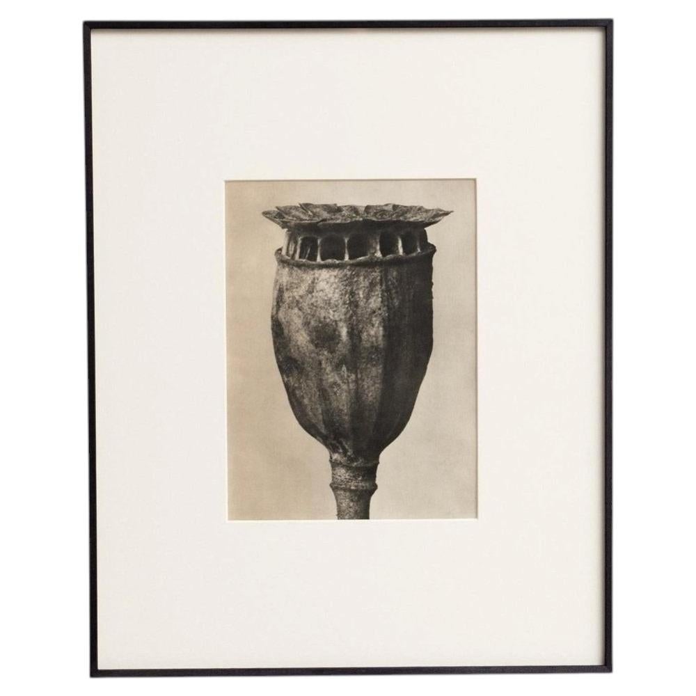 Karl Blossfeldt — Framed Photogravure: Natural Grace, 1942 For Sale