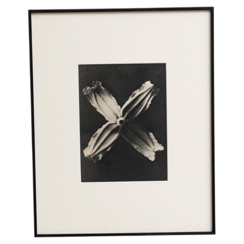 Karl Blossfeldt — Framed Photogravure: Natural Grace, 1942