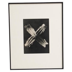 Karl Blossfeldt — Framed Photogravure: Natural Grace, 1942