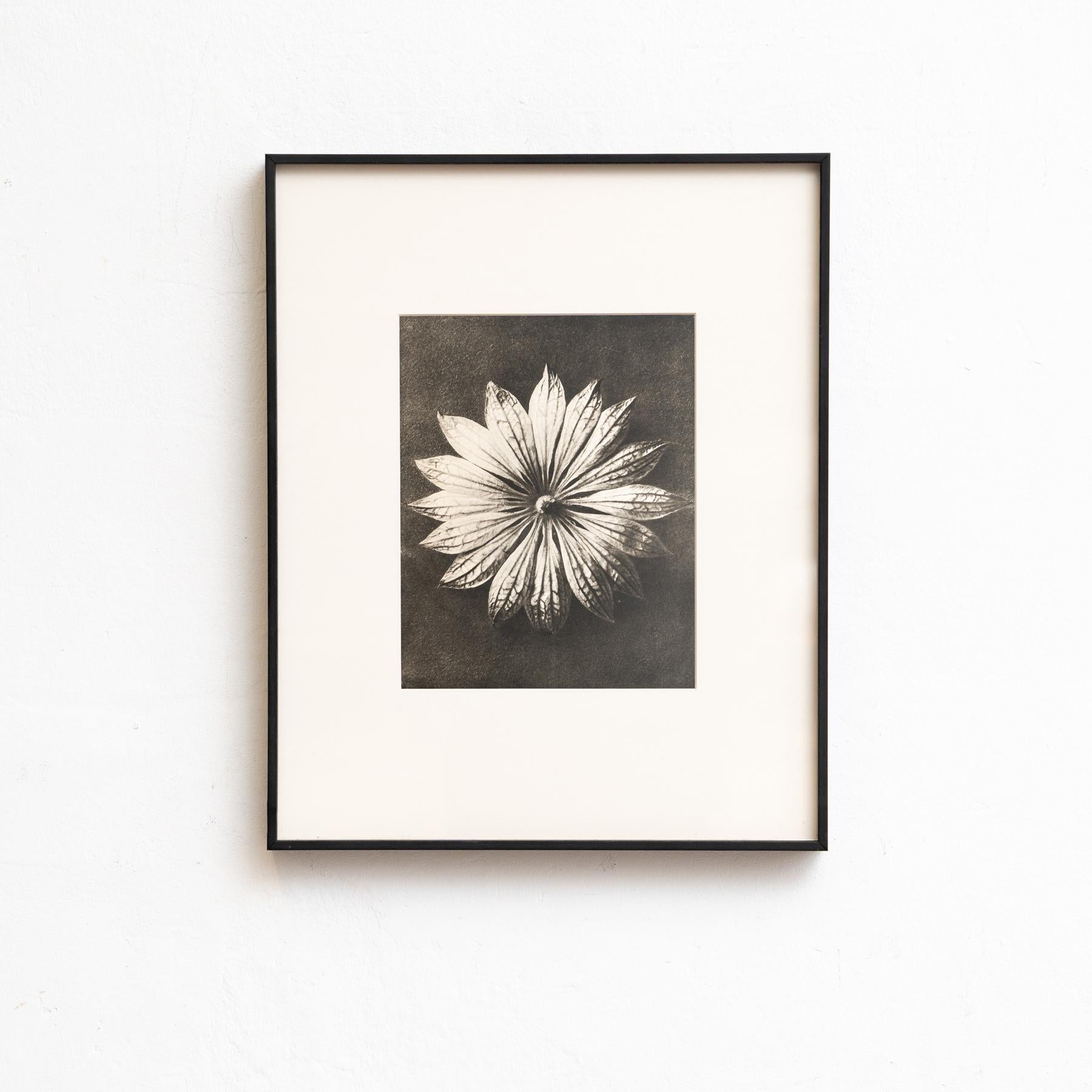 Papier Karl Blossfeldt Photogravure encadrée : Natural Elegance (1942) en vente