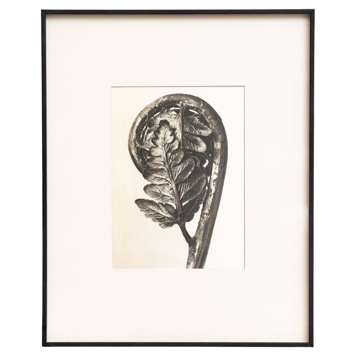Karl Blossfeldt Photogravure encadrée : Natural Elegance (1942)