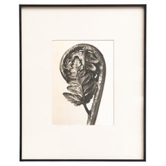 Karl Blossfeldt Framed Photogravure: Nature's Elegance (1942)