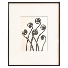 Karl Blossfeldt Framed Photogravure: Nature's Elegance (1942)
