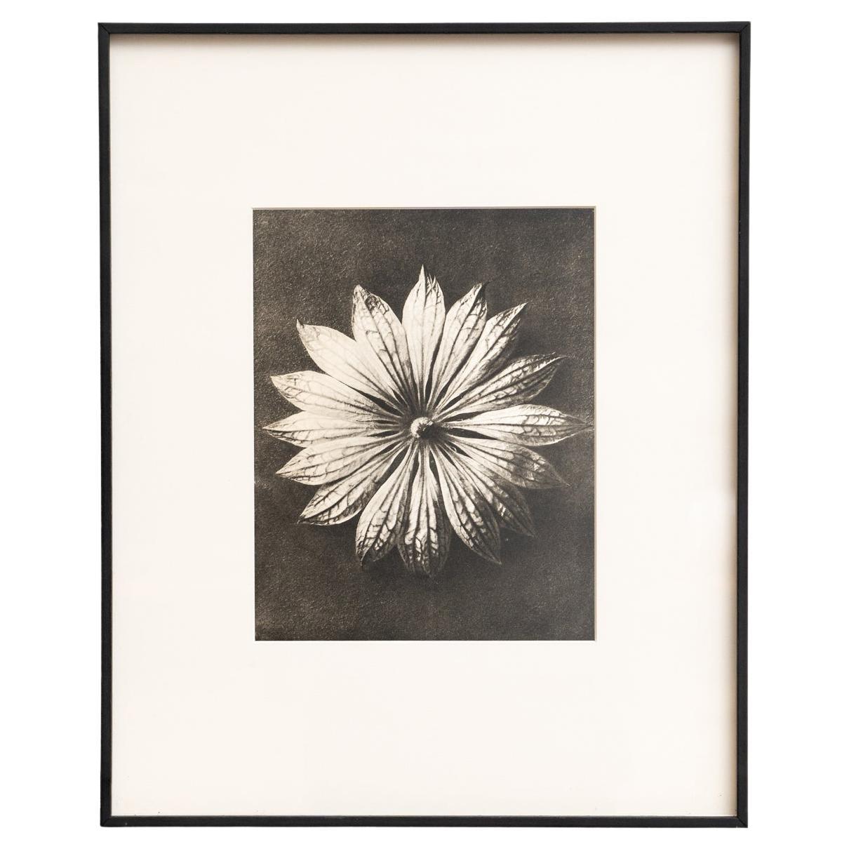Karl Blossfeldt Photogravure encadrée : Natural Elegance (1942)