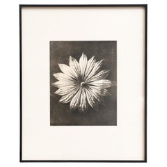 Karl Blossfeldt Framed Photogravure: Nature's Elegance (1942)