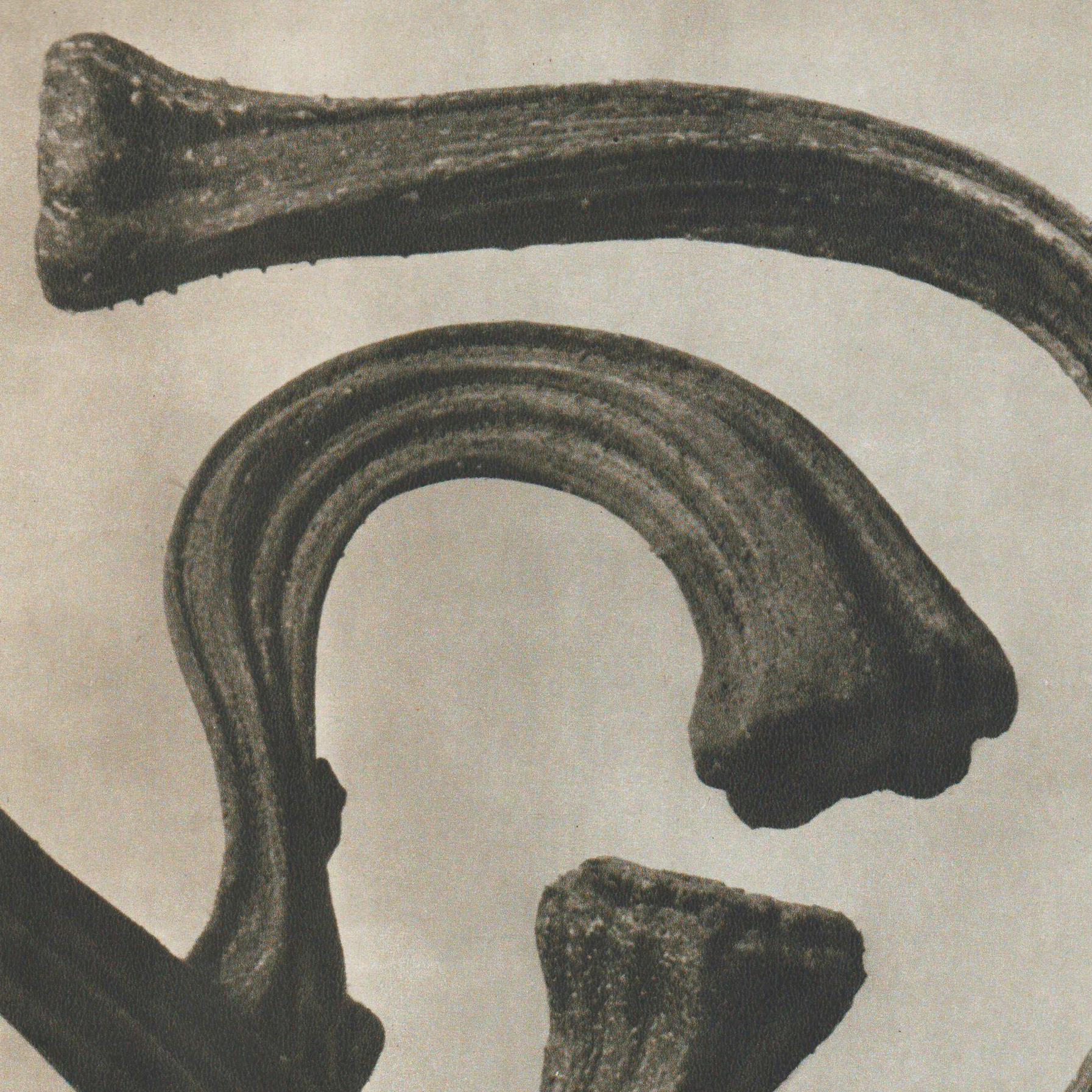 Karl Blossfeldt photogravure from the edition of the book 'Wunder in der Natur' in 1942.
Photography number 108. 'Cucurbita. Kürbisstengel in 3 facher. Vergrößerung.'

In original condition, with minor wear consistent with age and use, preserving