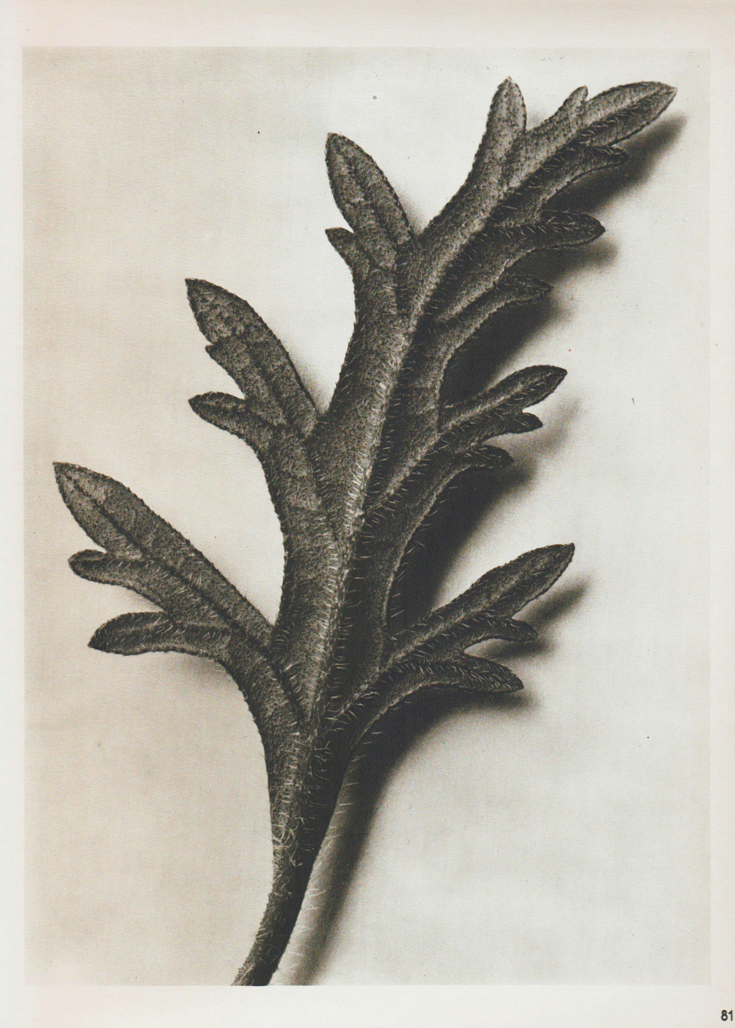 Karl Blossfeldt Mid-Century Modern Photogravure Botanic Photography, 1942 1