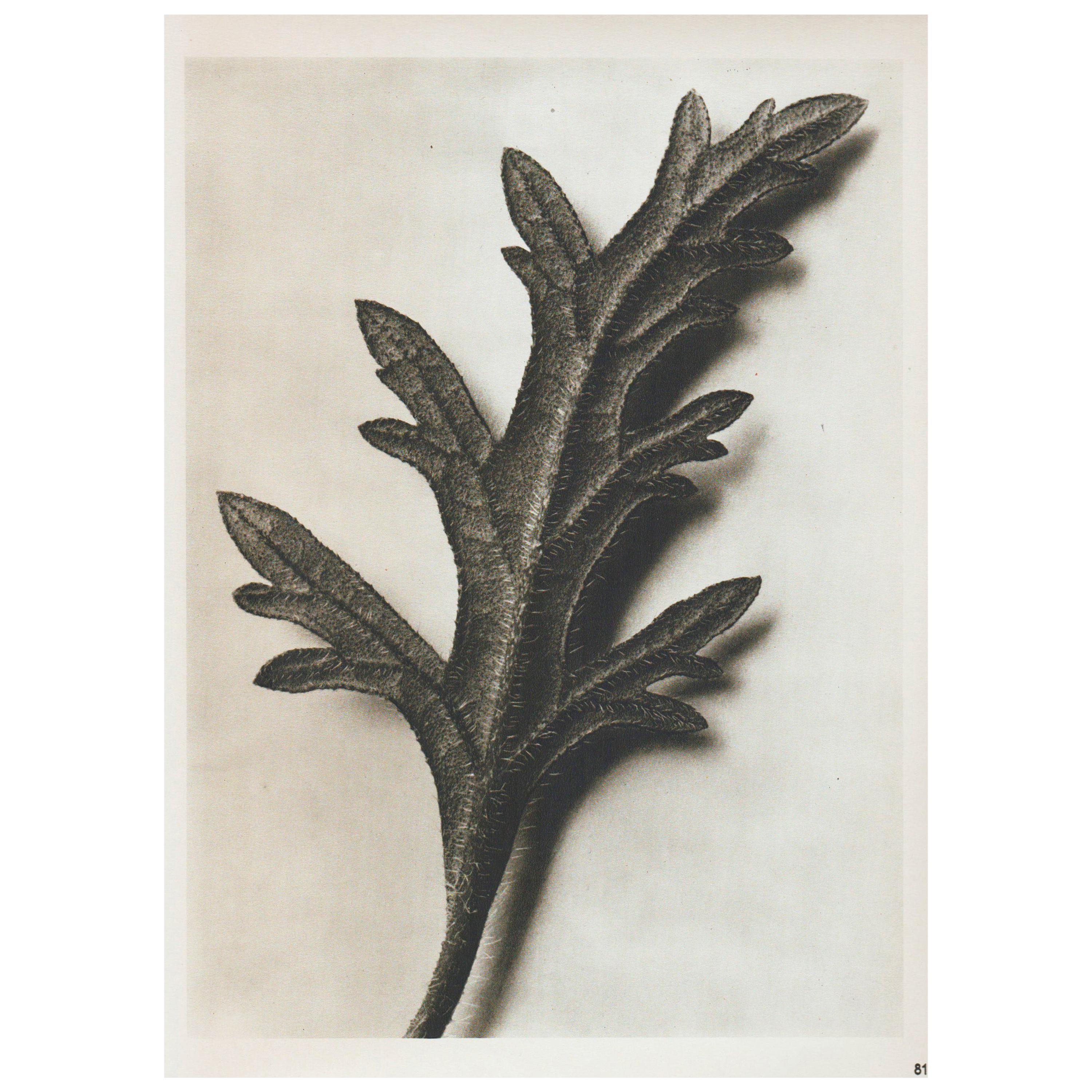 Karl Blossfeldt Mid-Century Modern Photogravure Botanic Photography, 1942