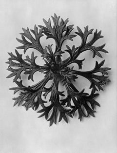 Art Forms in Nature 11