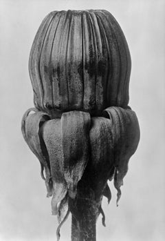 Art Forms in Nature 12