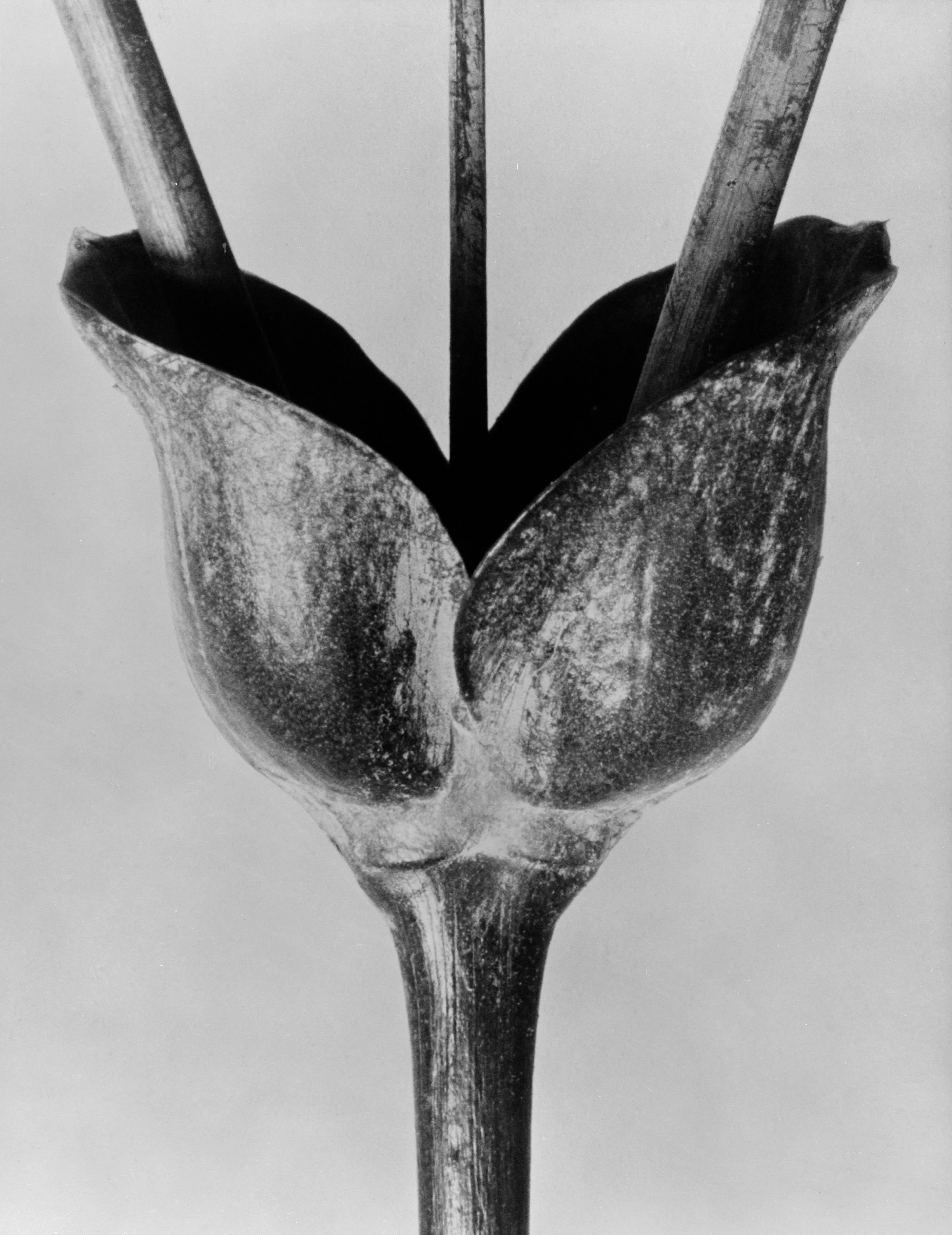 Karl Blossfeldt Black and White Photograph - Art Forms in Nature 13