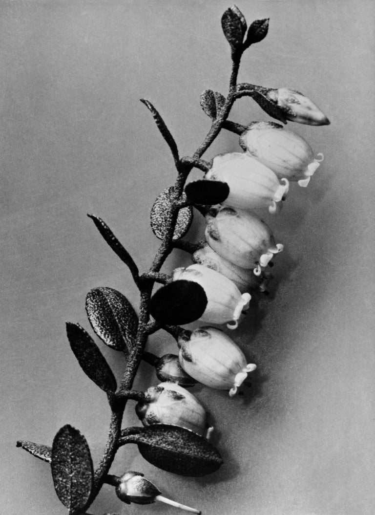 Karl Blossfeldt Art Forms in Nature 14 For Sale at 1stDibs