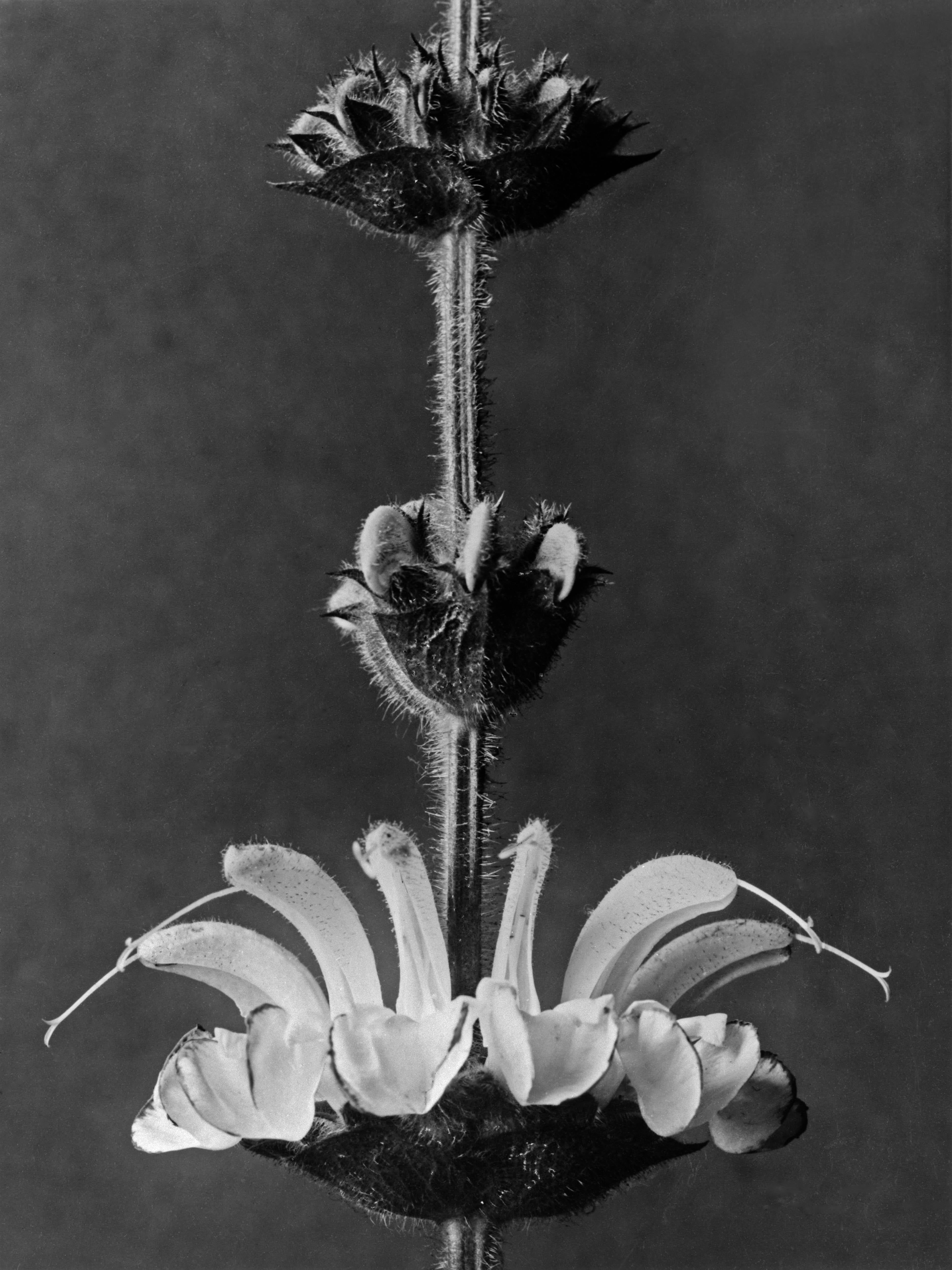 Karl Blossfeldt Black and White Photograph - Art Forms in Nature 15