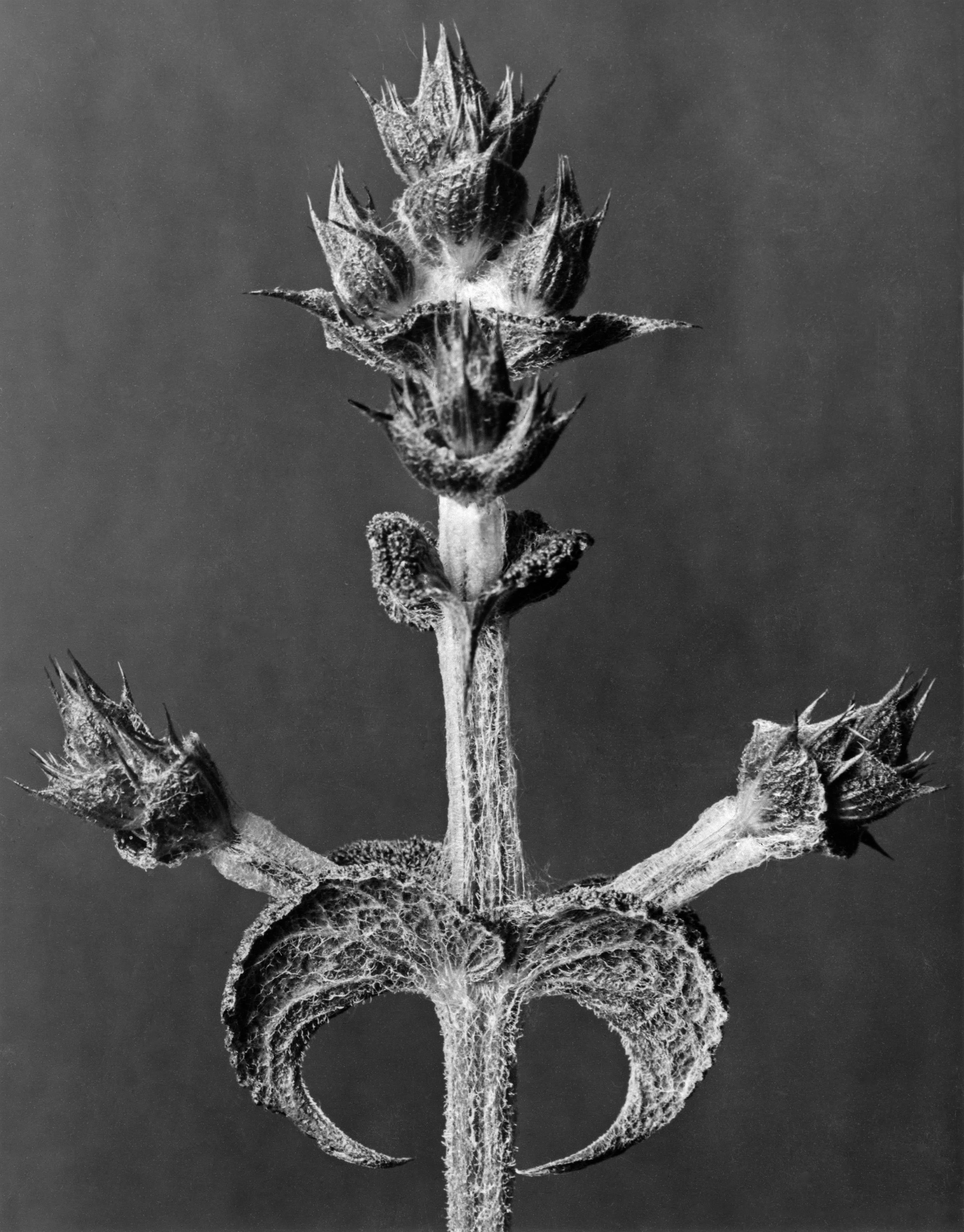 Karl Blossfeldt Black and White Photograph - Art Forms in Nature 18