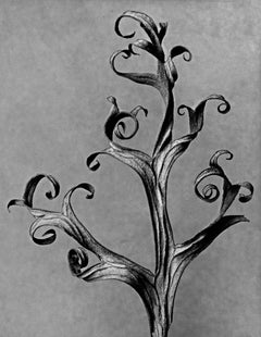 Art Forms in Nature 3