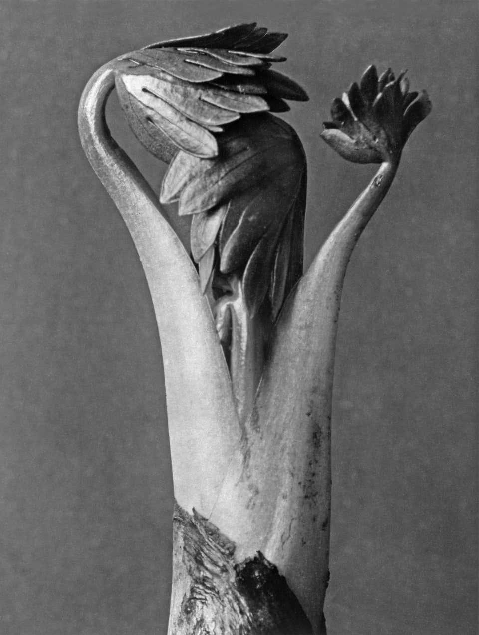 Karl Blossfeldt Aristolochia Clematatis At 1stDibs karl-blossfeldt-aristolochia-clematatis-at-1stdibs