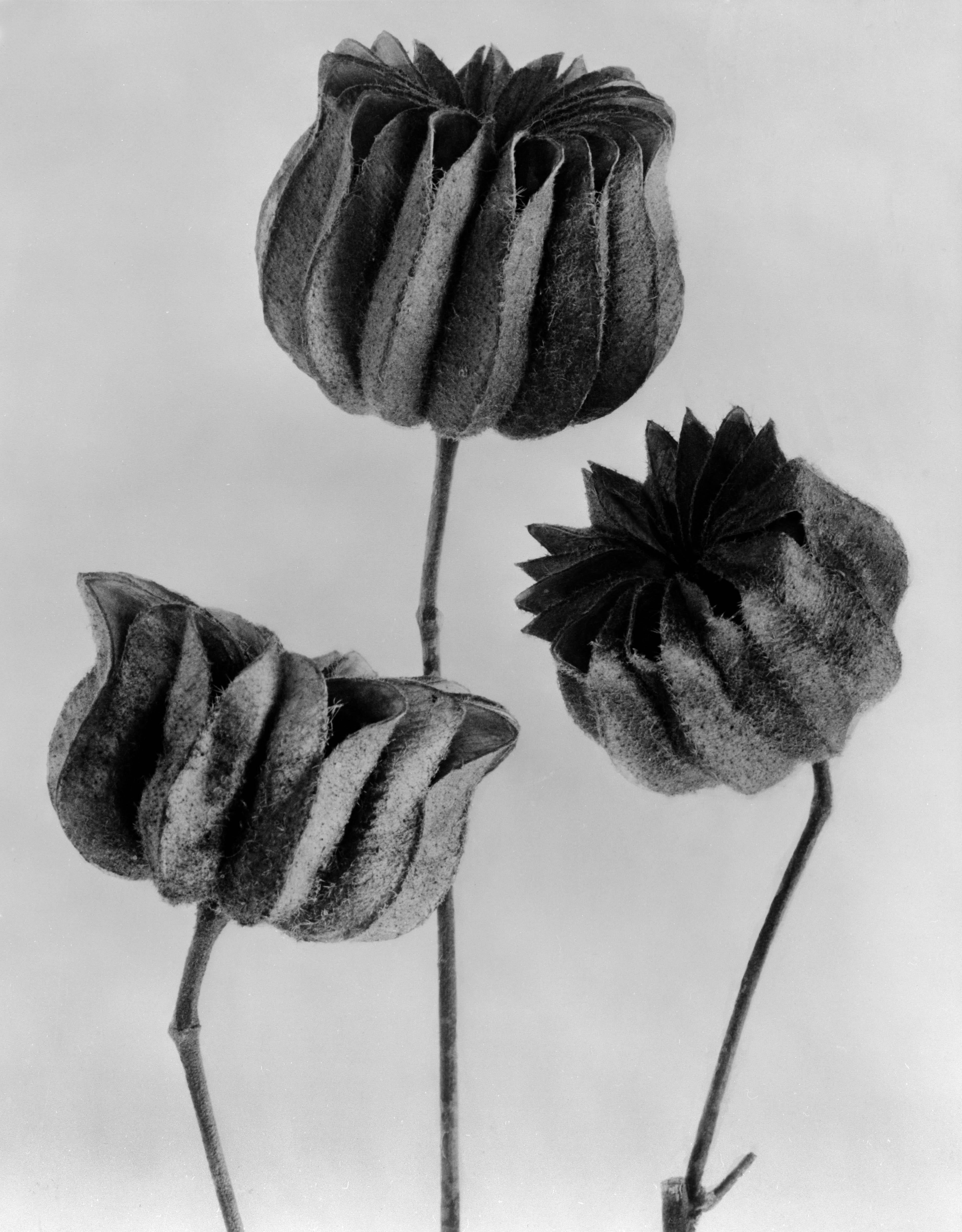 Karl Blossfeldt Black and White Photograph - Art Forms in Nature 5