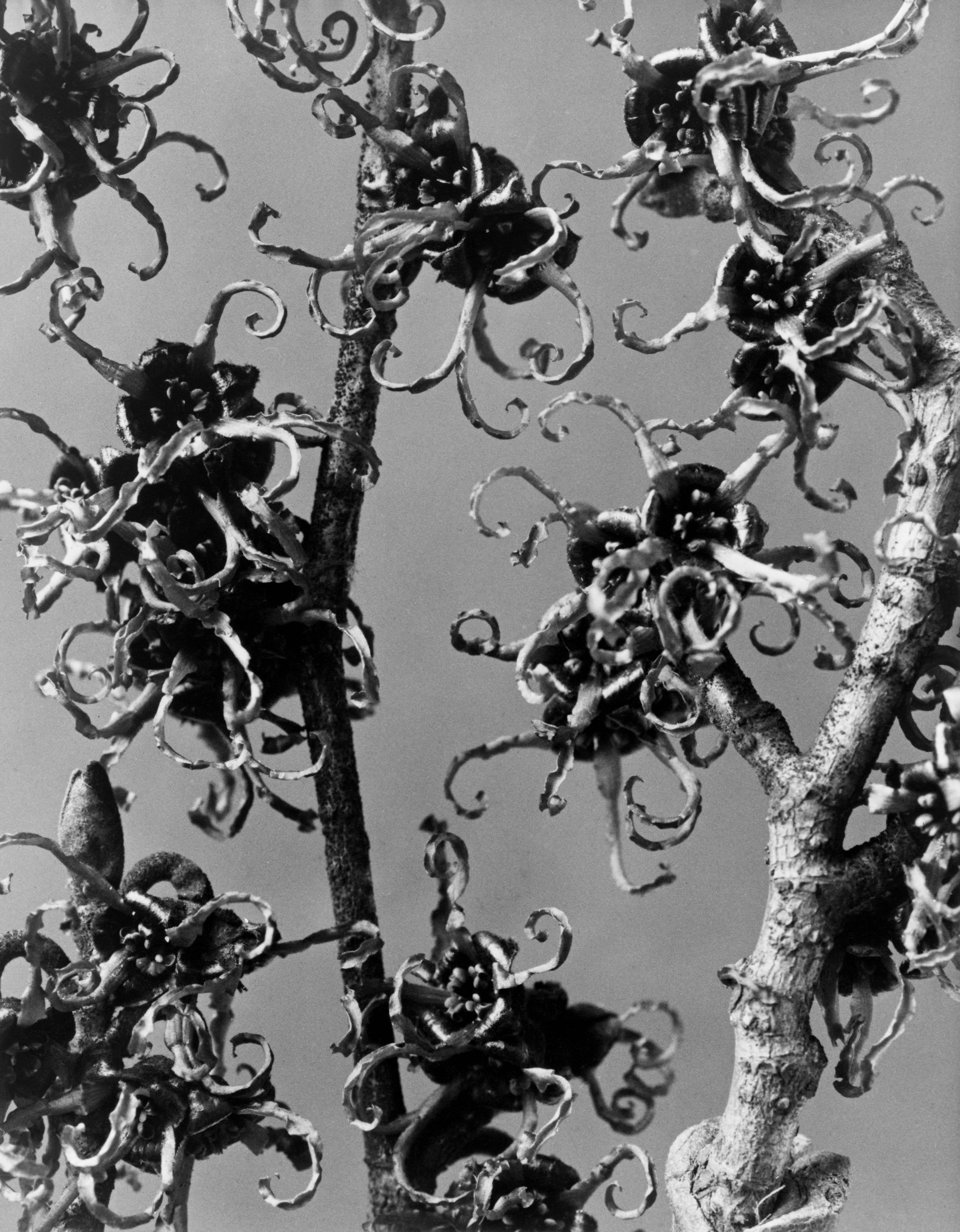 Karl Blossfeldt Black and White Photograph - Art Forms in Nature 7