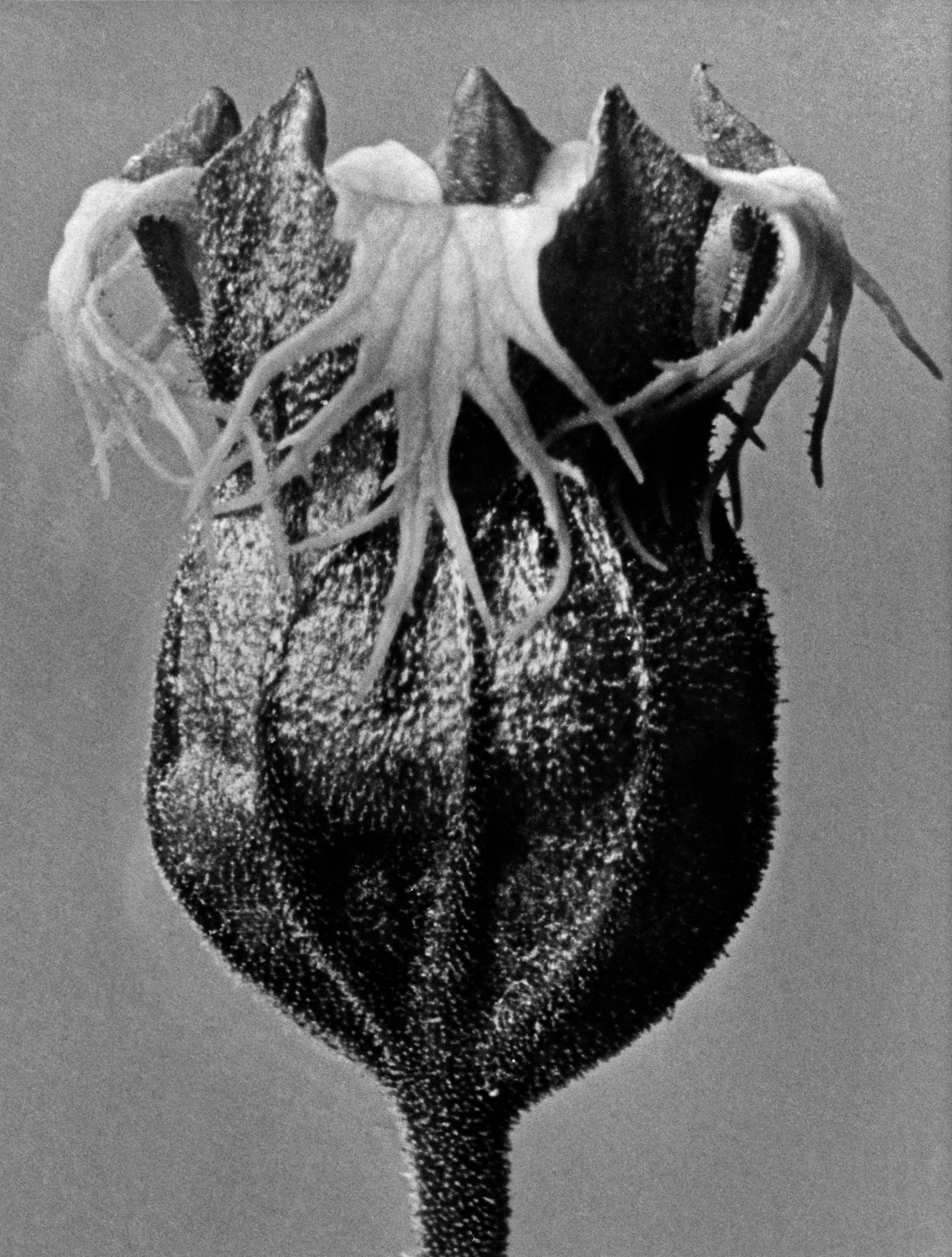Karl Blossfeldt Aristolochia Clematatis At 1stDibs