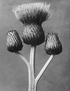 Cirsium Canum