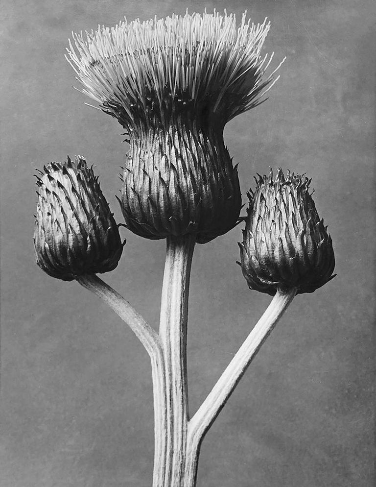 Karl Blossfeldt Cirsium Canum at 1stdibs