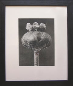 Flower Bud, Vintage Photogravure