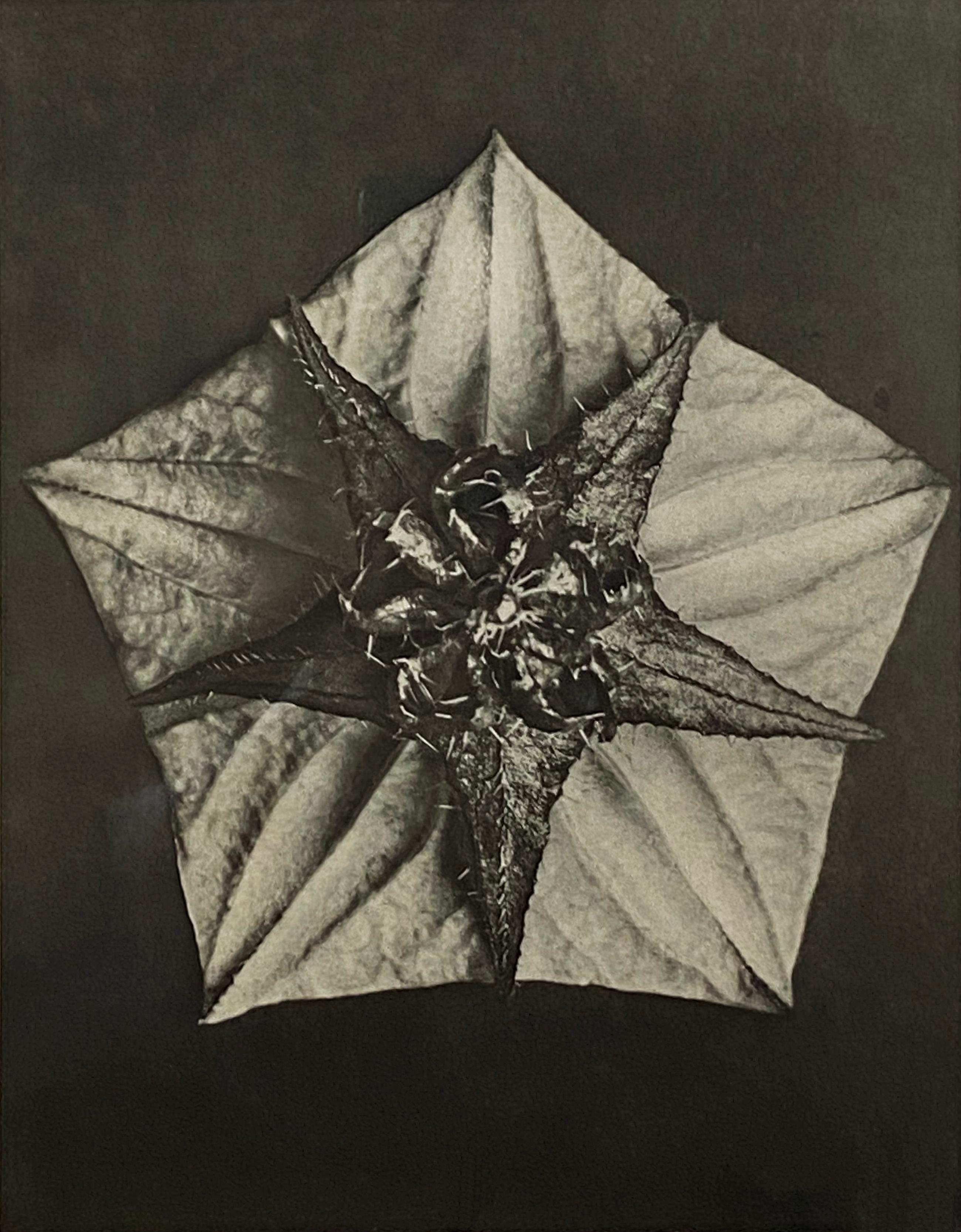 Forme de la fleur, du pentagone et de l'étoile - Photograph de Karl Blossfeldt