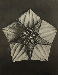 Blütenform, Fünfeck und Stern