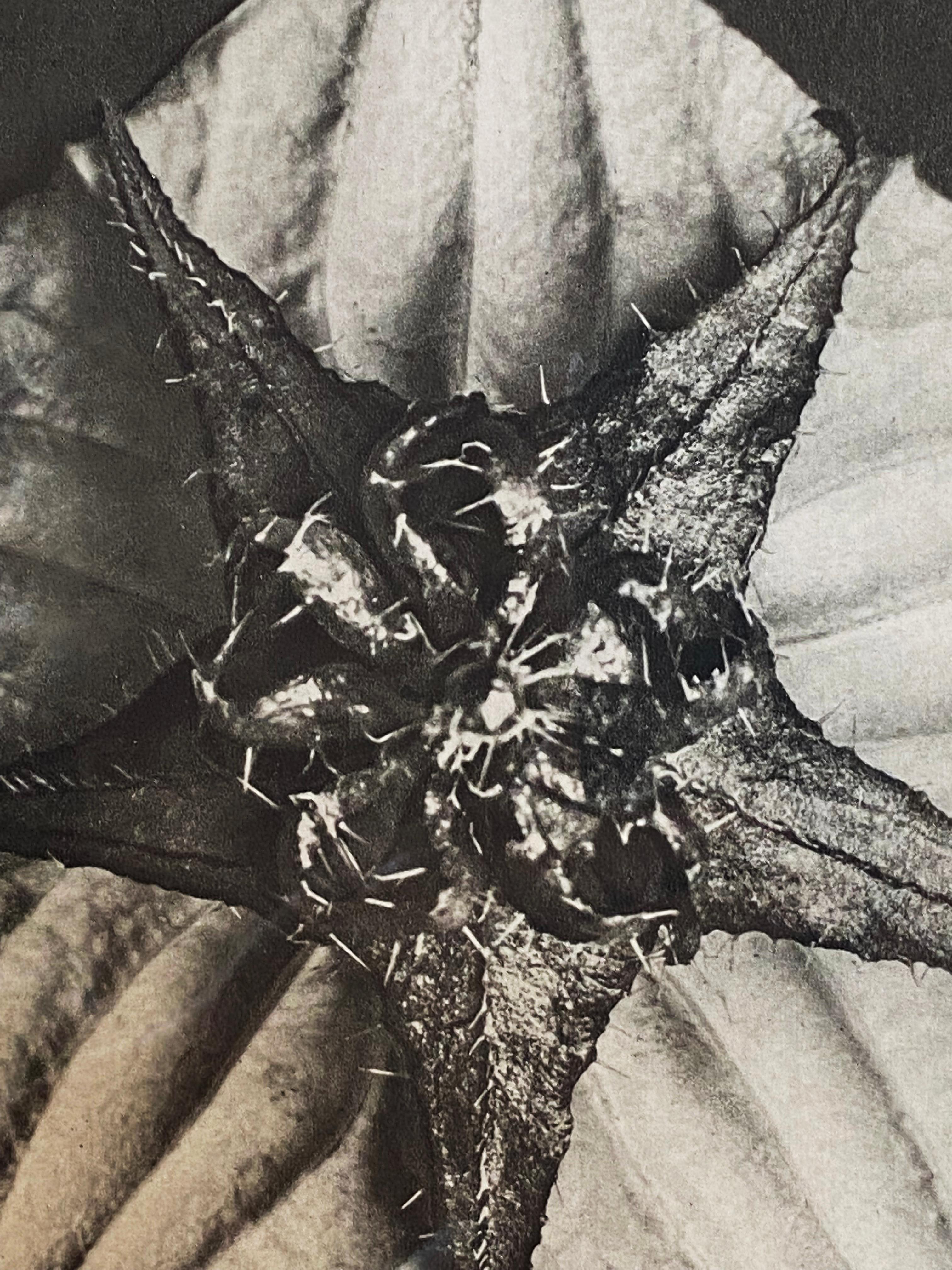 Forme de la fleur, du pentagone et de l'étoile - Beige Black and White Photograph par Karl Blossfeldt