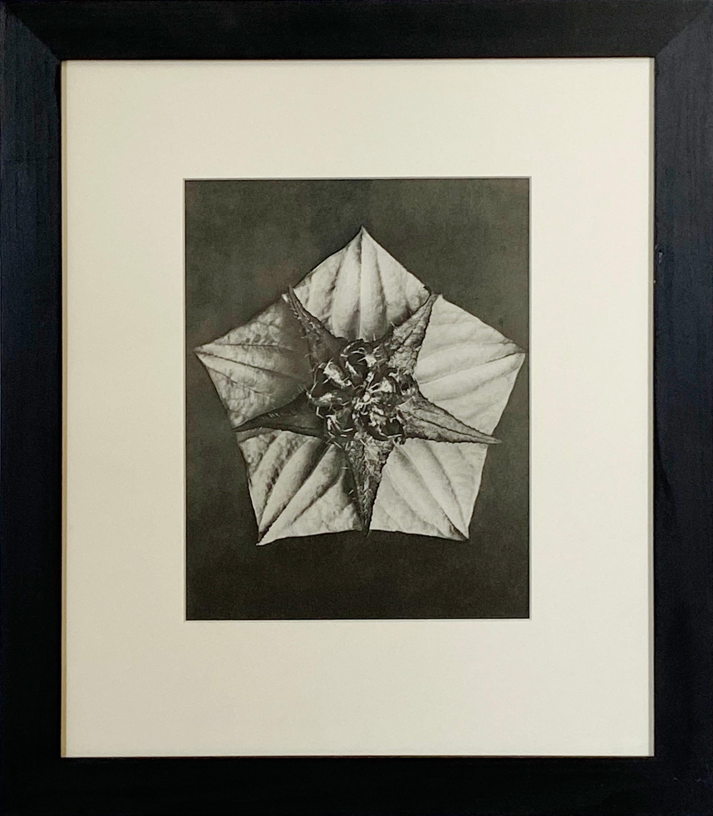 Black and White Photograph Karl Blossfeldt - Forme de la fleur, du pentagone et de l'étoile