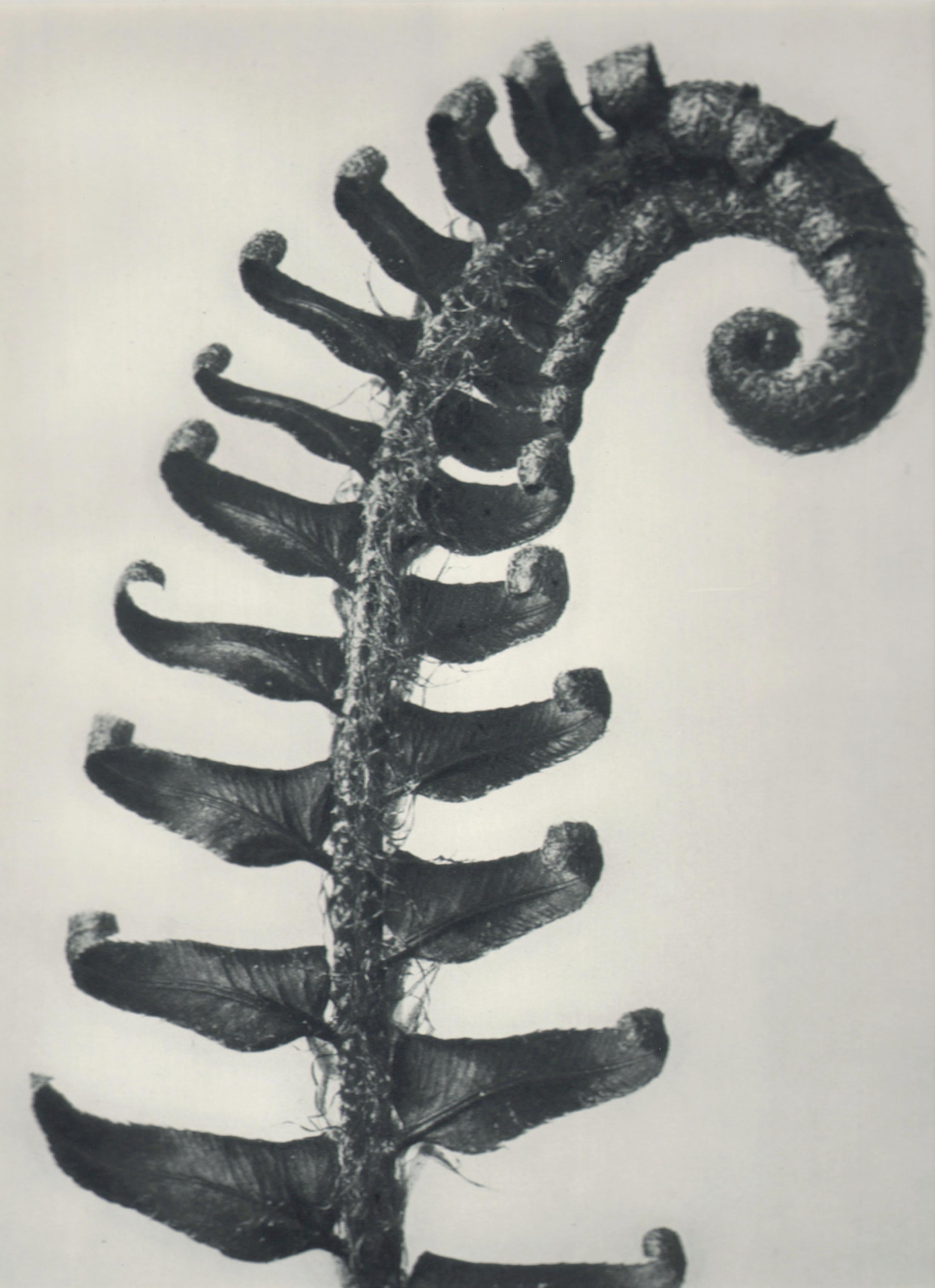 Karl Blossfeldt Black and White Photograph - Polystichum Munitum, 1928