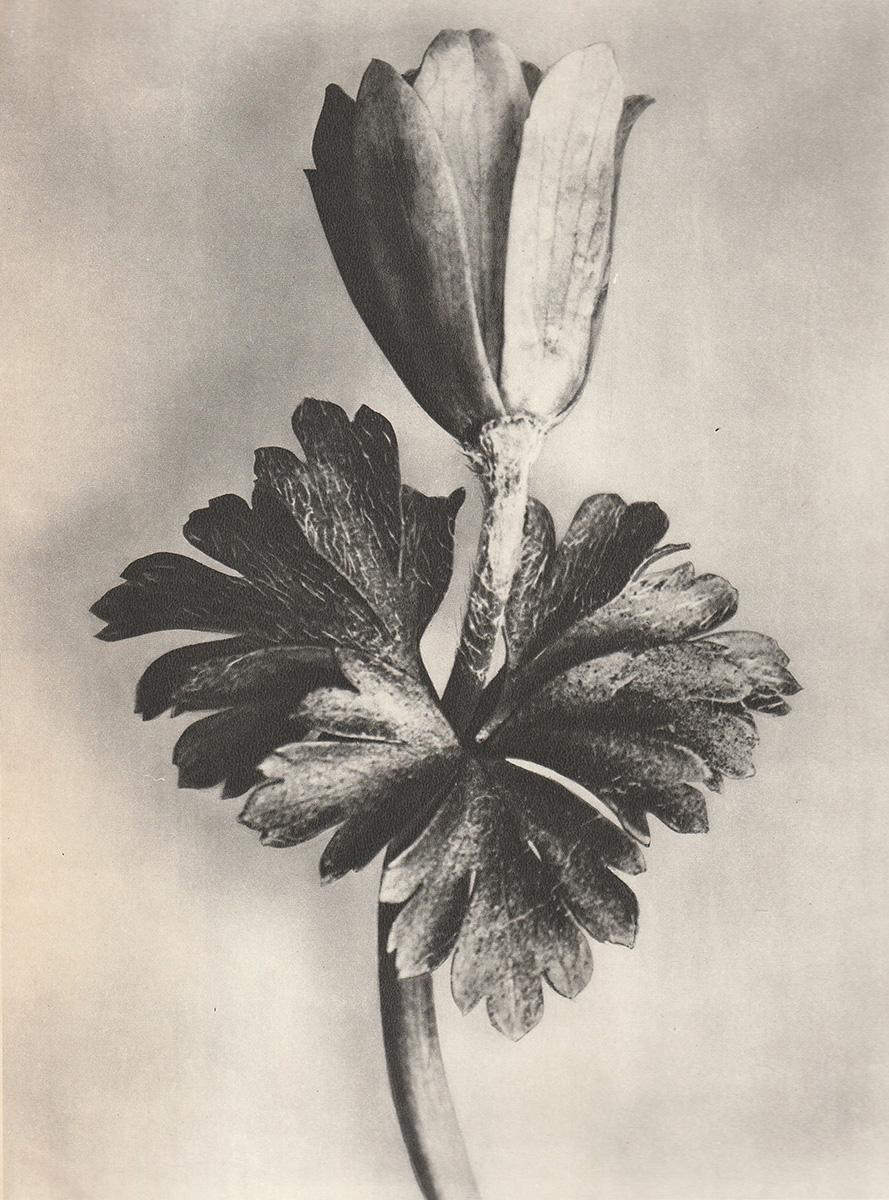 Satz von sechs Karl Blossfeldt Fotogravüren, ungerahmt - Pflanzenstudie, Nature-Design 1